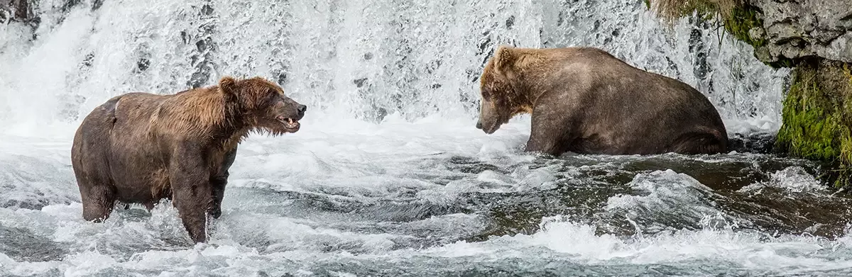 Bear Viewing in Alaska